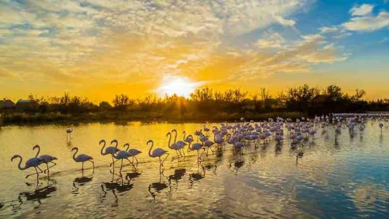 Photo of Others in Saintes-Maries-de-la-Mer