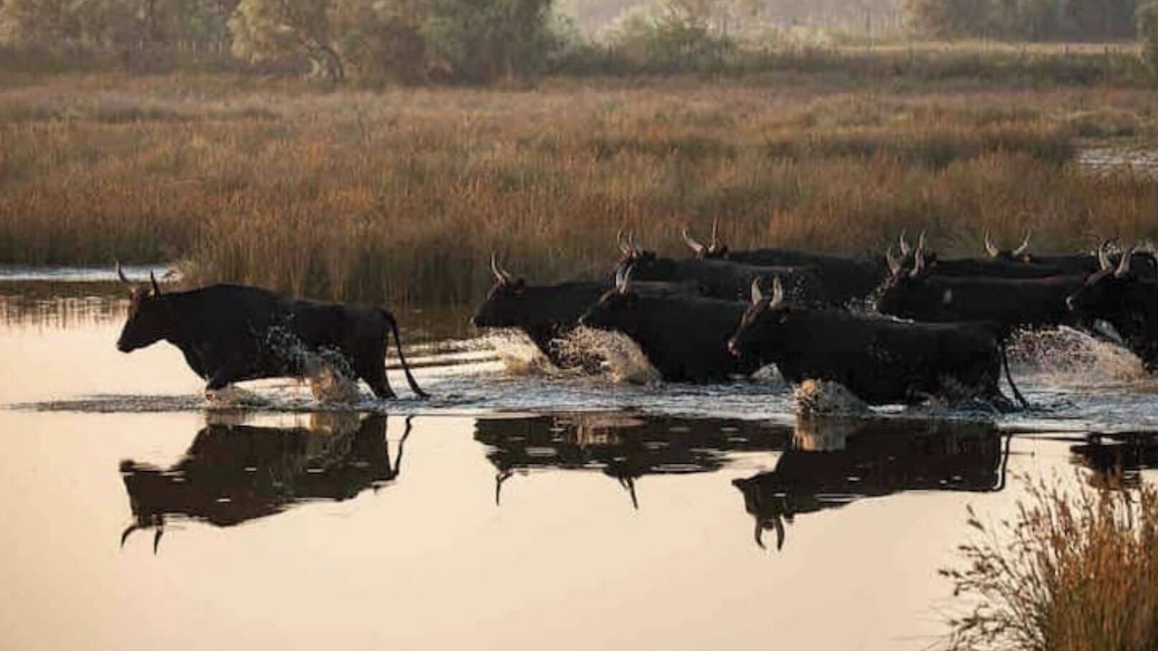Photo of Outdoor in Saintes-Maries-de-la-Mer