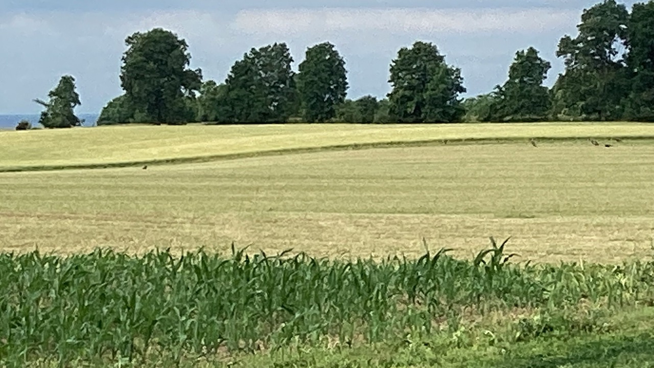 Photo of Others in Chilton