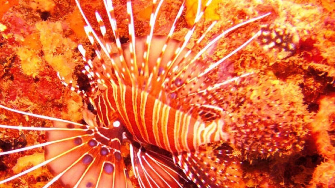 Photo of Others in Gili Air