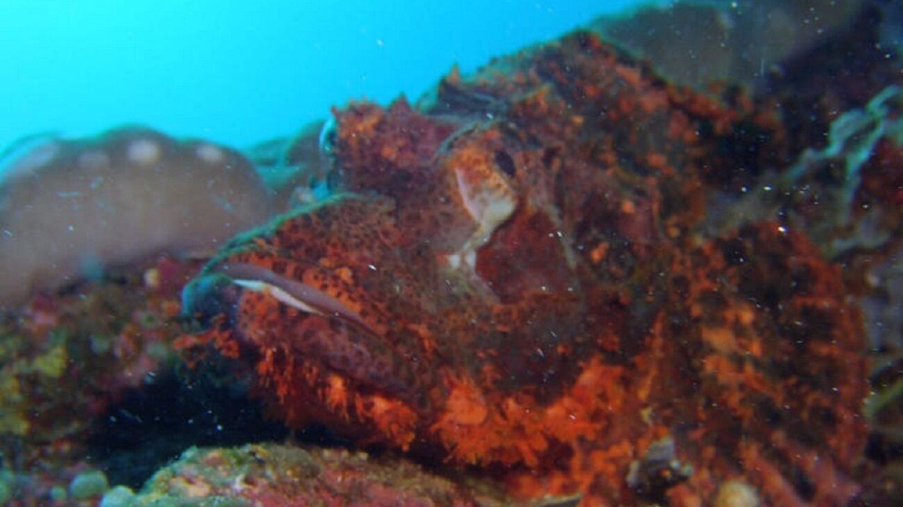 Photo of Others in Gili Air