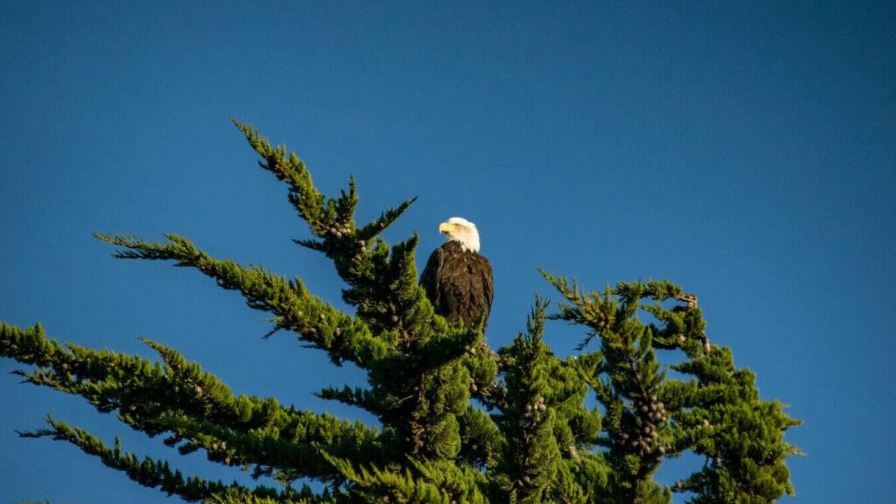 Photo of Others in Sequim