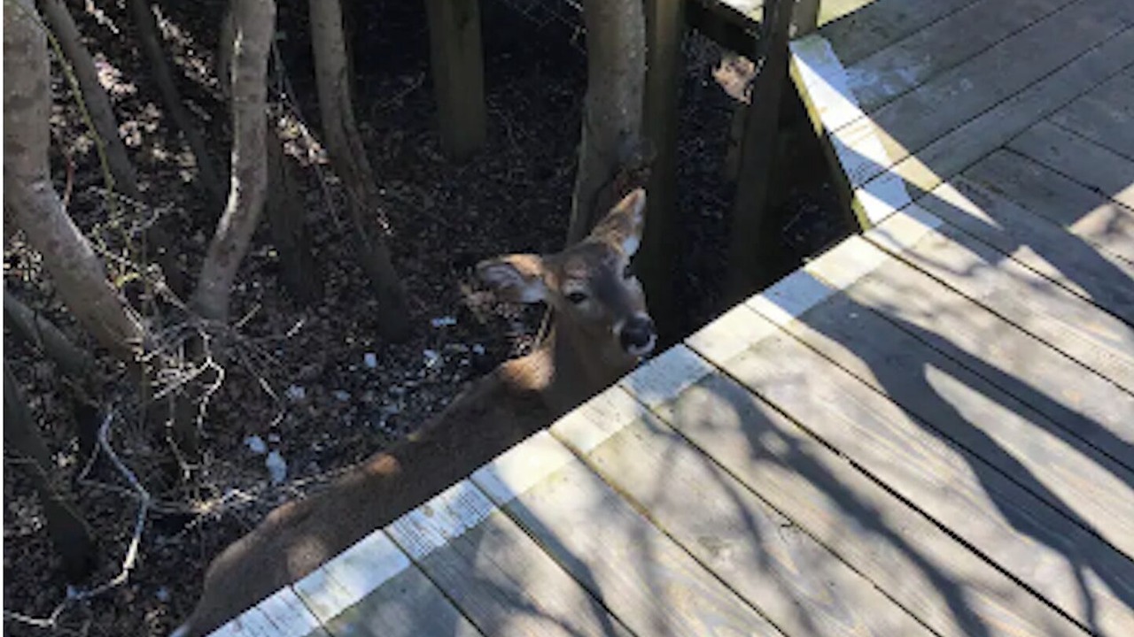 Photo of Others in Cherry Grove