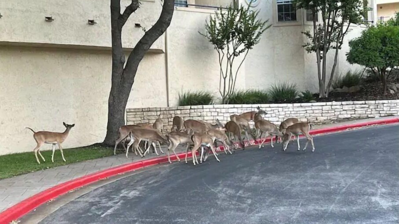 Photo of Outdoor in Highland Lake Estates