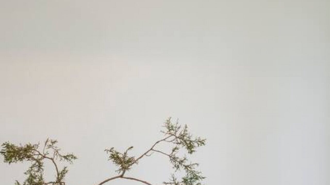 Photo of Others in Stone Ridge