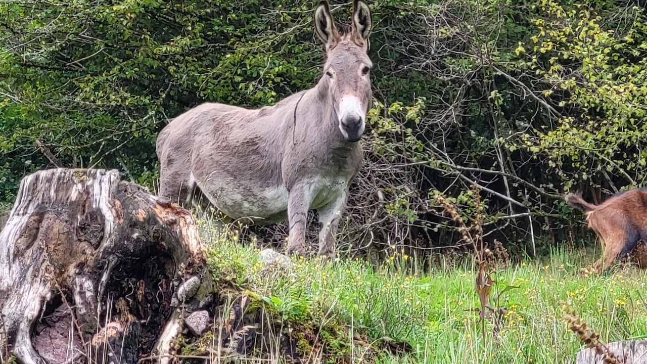 Photo of Outdoor in Bussang