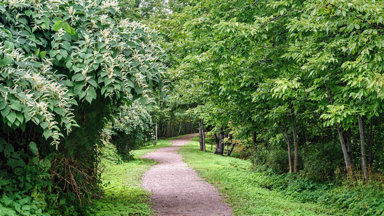 Photo of Outdoor in Mulgrave