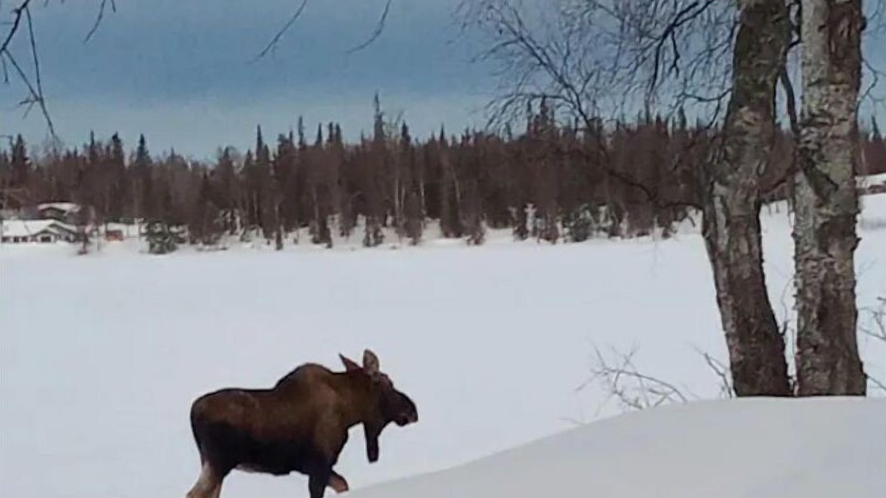 Photo of Others in Nikiski