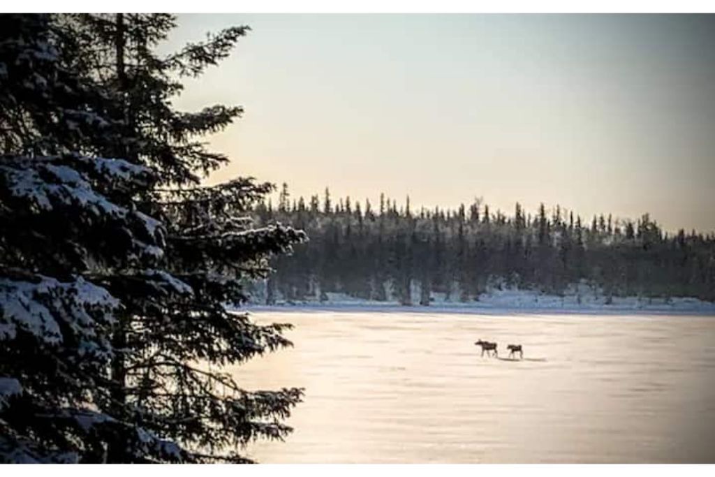 Photo of Outdoor in Nikiski