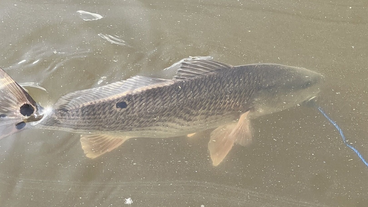 Photo of Others in Goose Creek