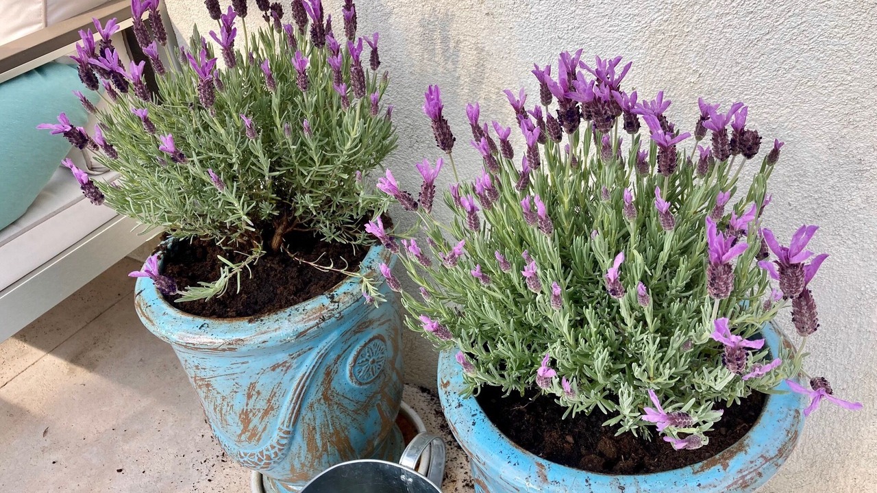 Photo of Outdoor in Seillans