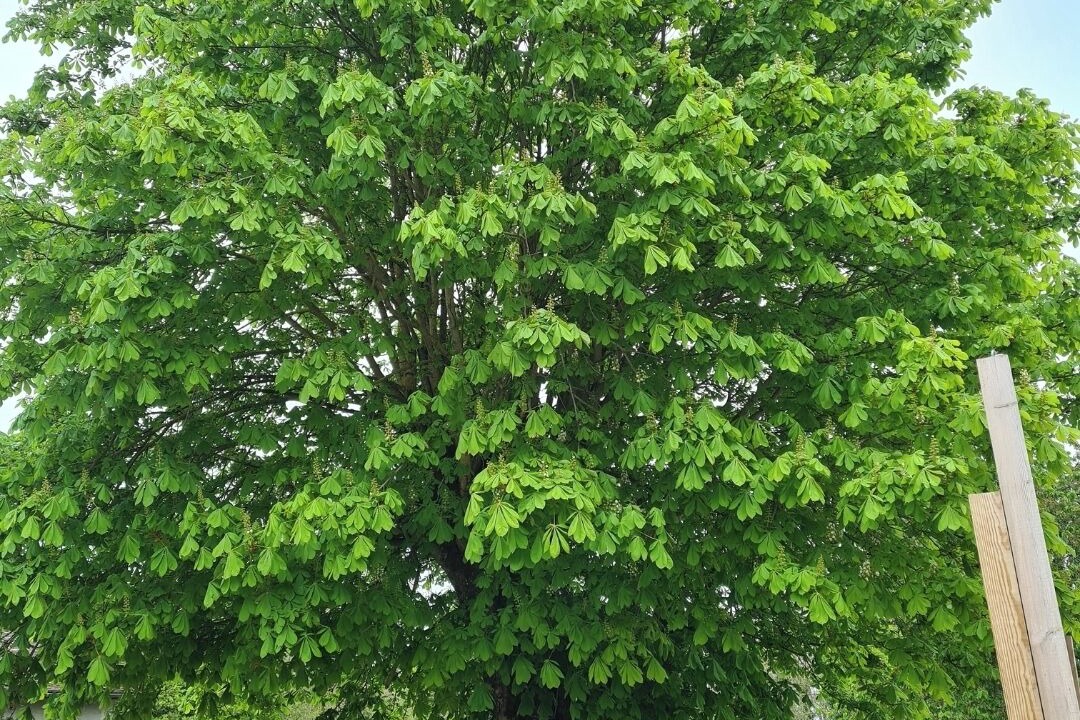 Photo of Others in Dosches