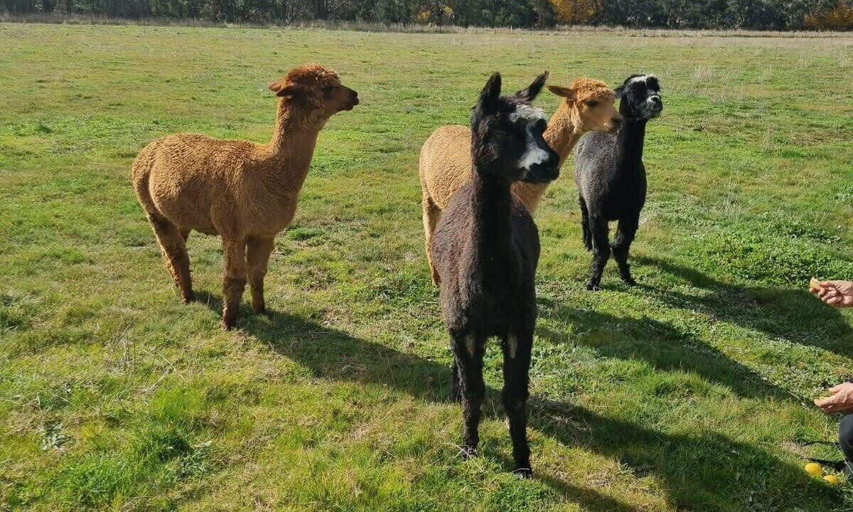 Photo of Others in Gobur