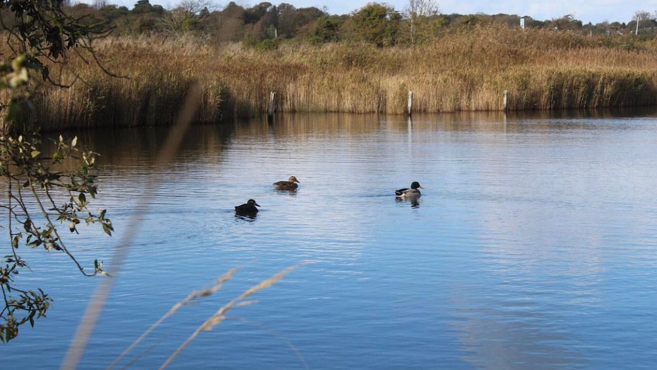 Photo of Others in Ryde