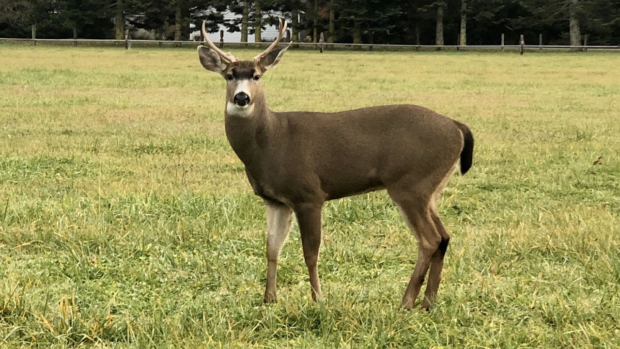 Photo of Others in Mains Farm