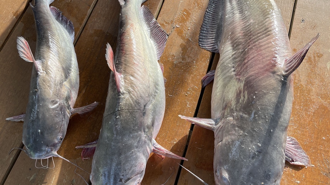 Photo of Others in Sunrise Beach