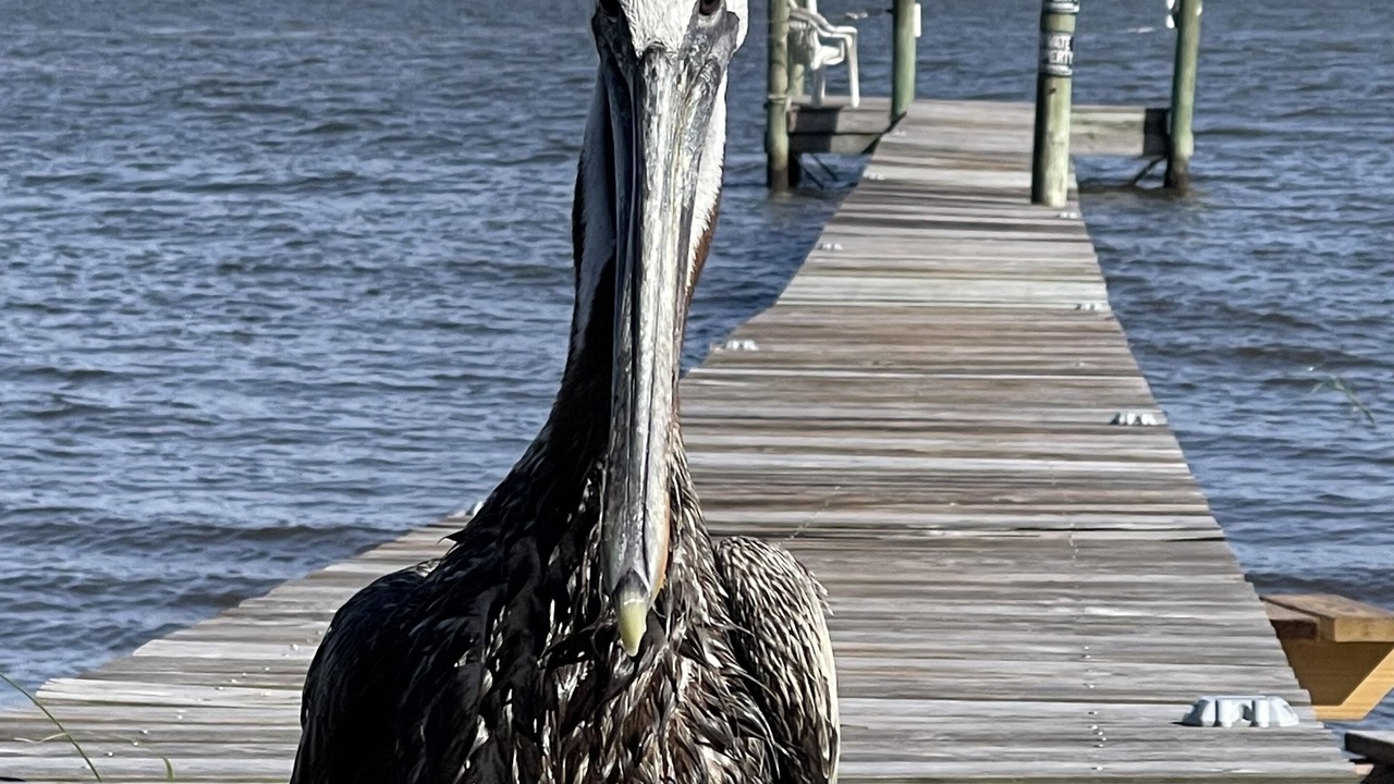 Photo of Others in Carrabelle