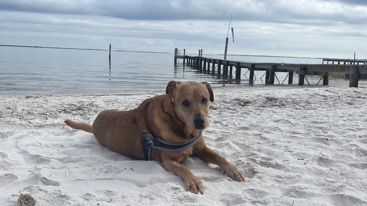 Photo of Others in Carrabelle