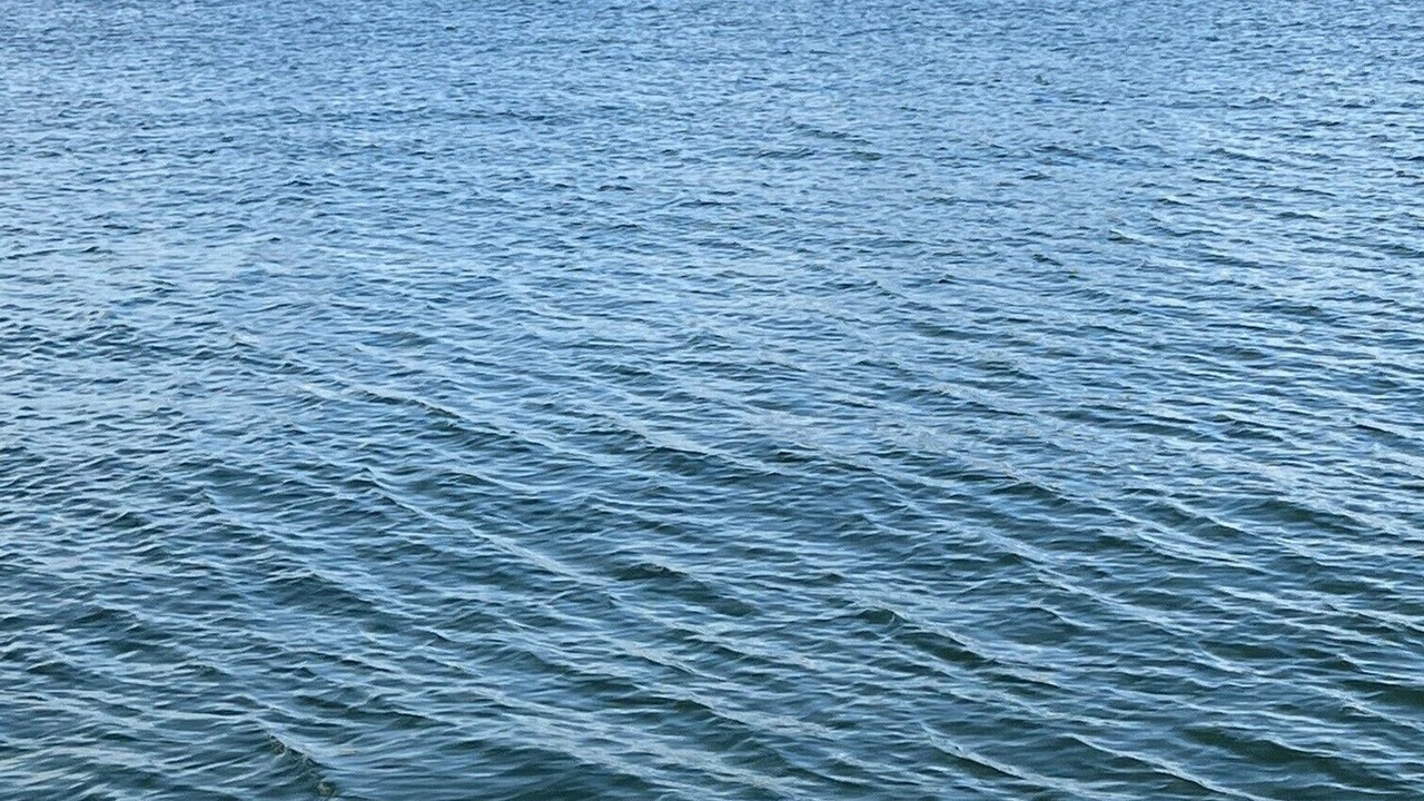 Photo of Others in Davis Islands