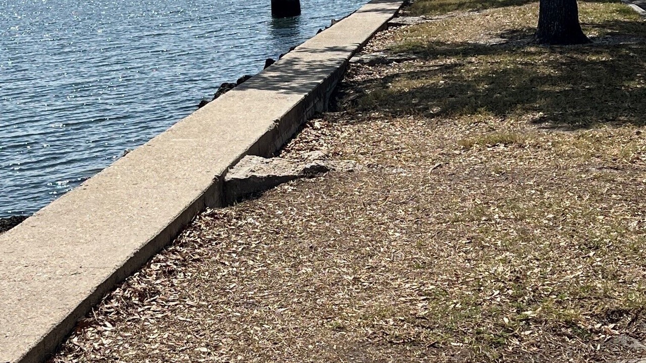Photo of Others in Davis Islands
