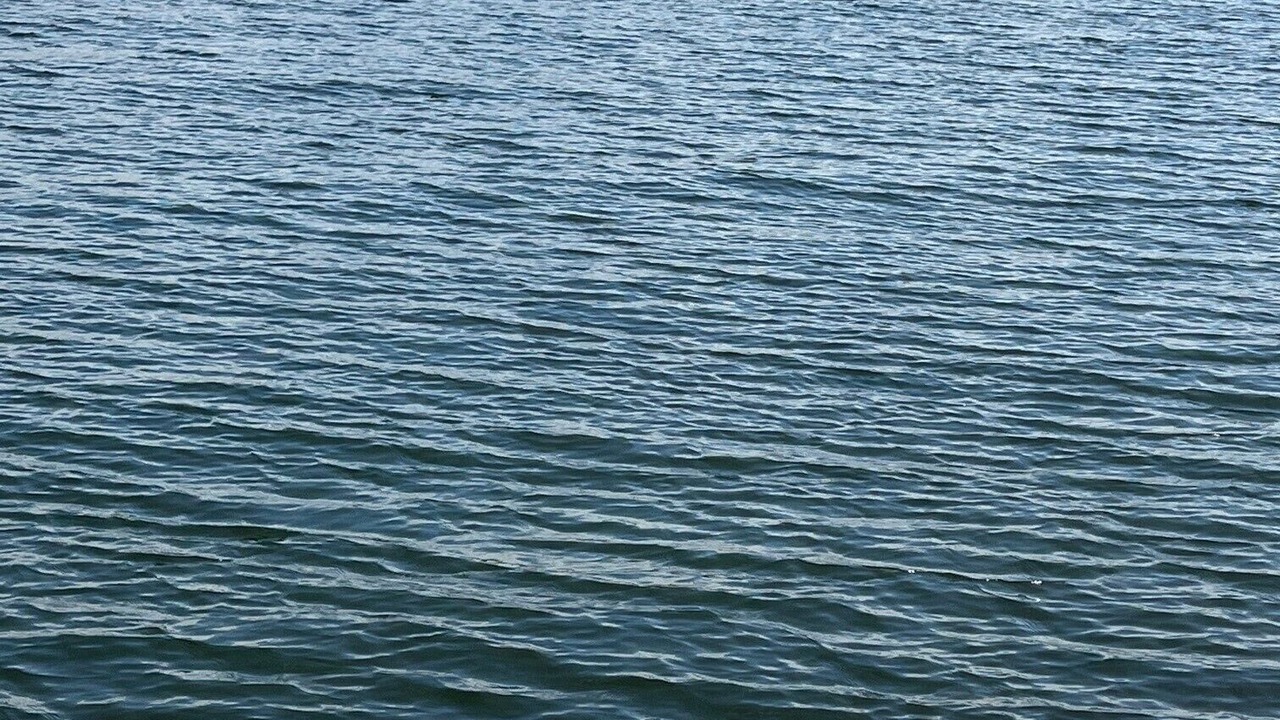 Photo of Others in Davis Islands