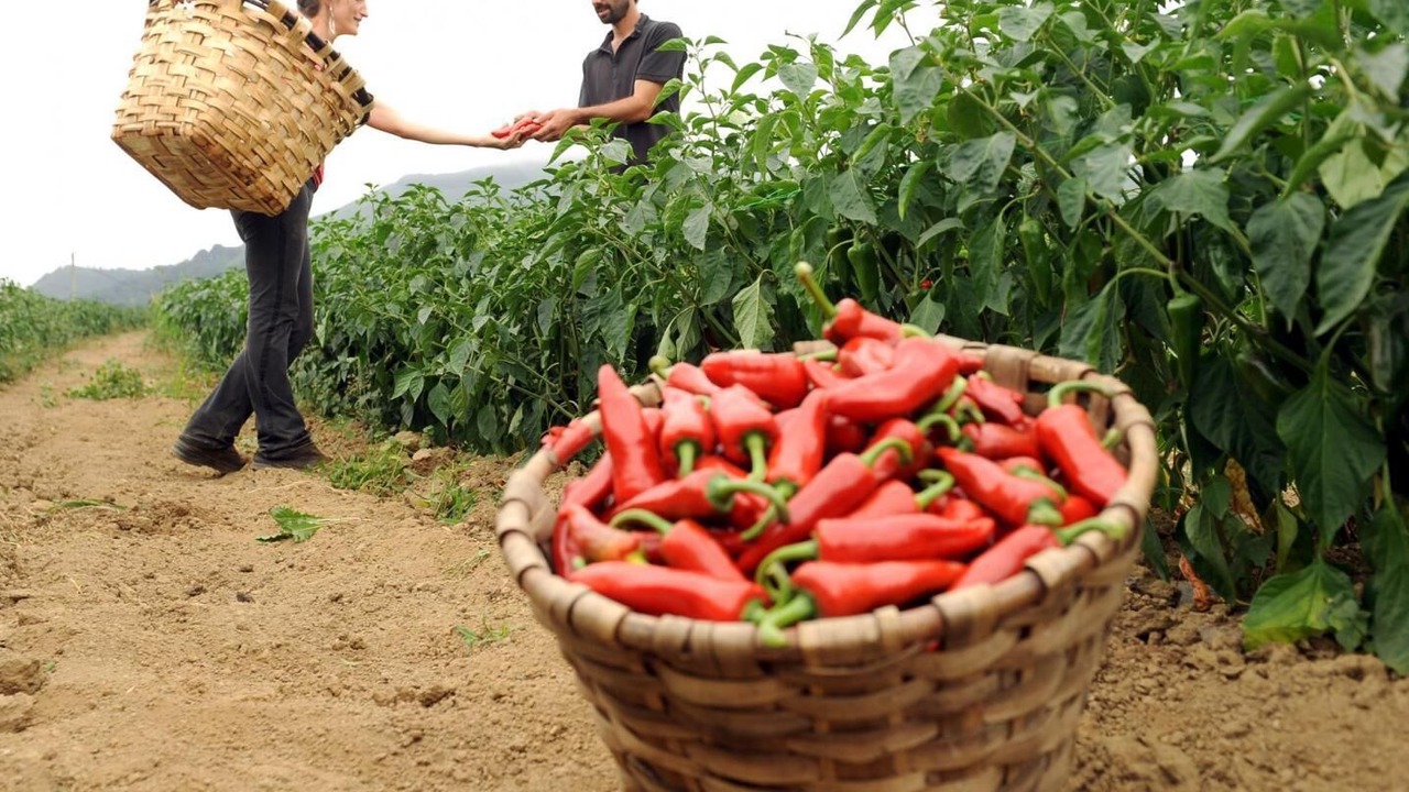 Photo of Others in Espelette