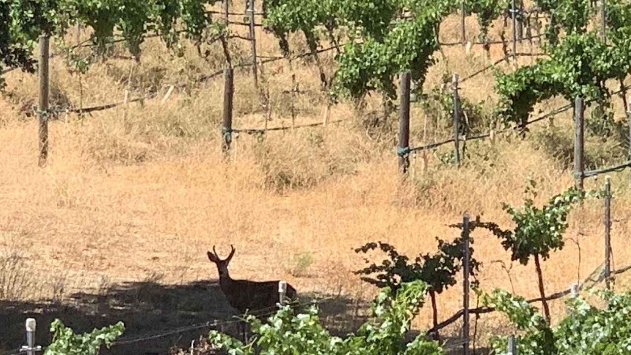 Photo of Others in Warner Springs