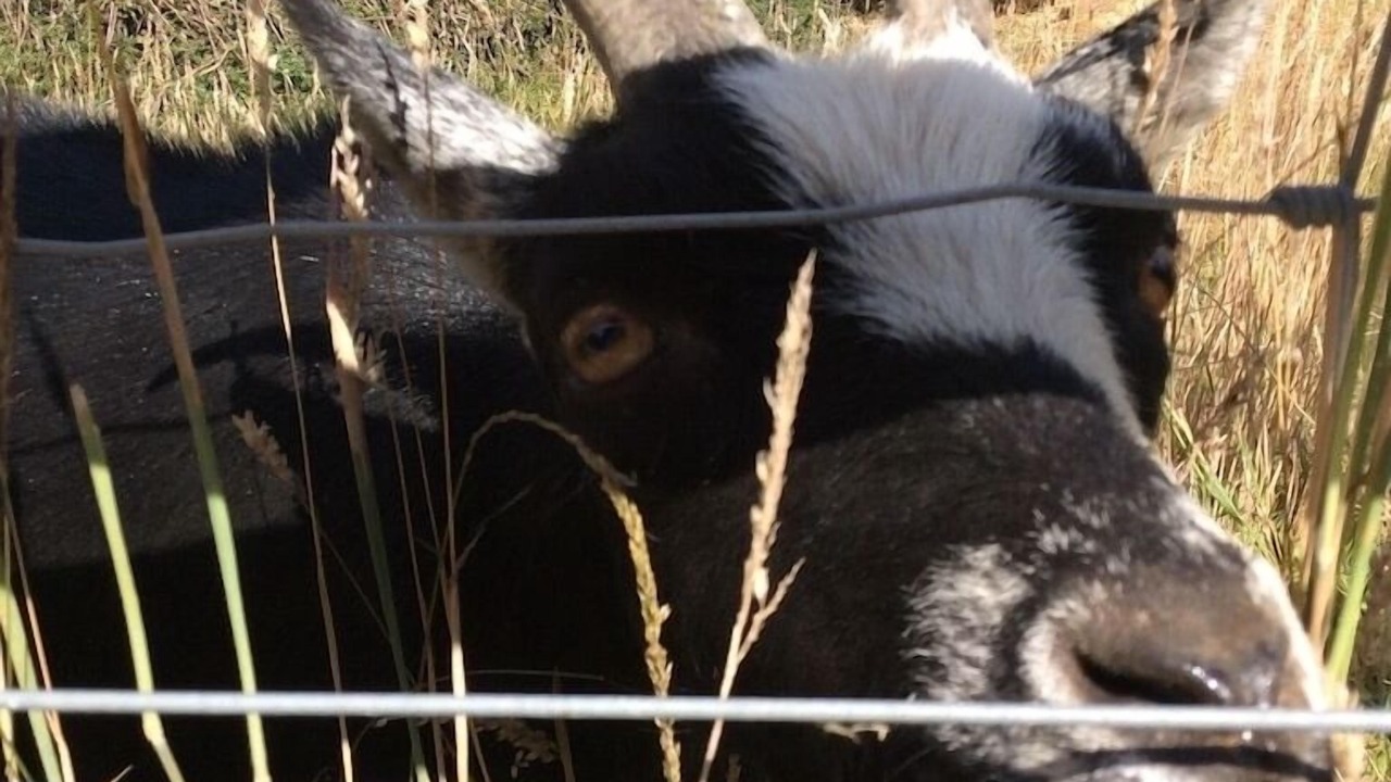 Photo of Others in St Wenn