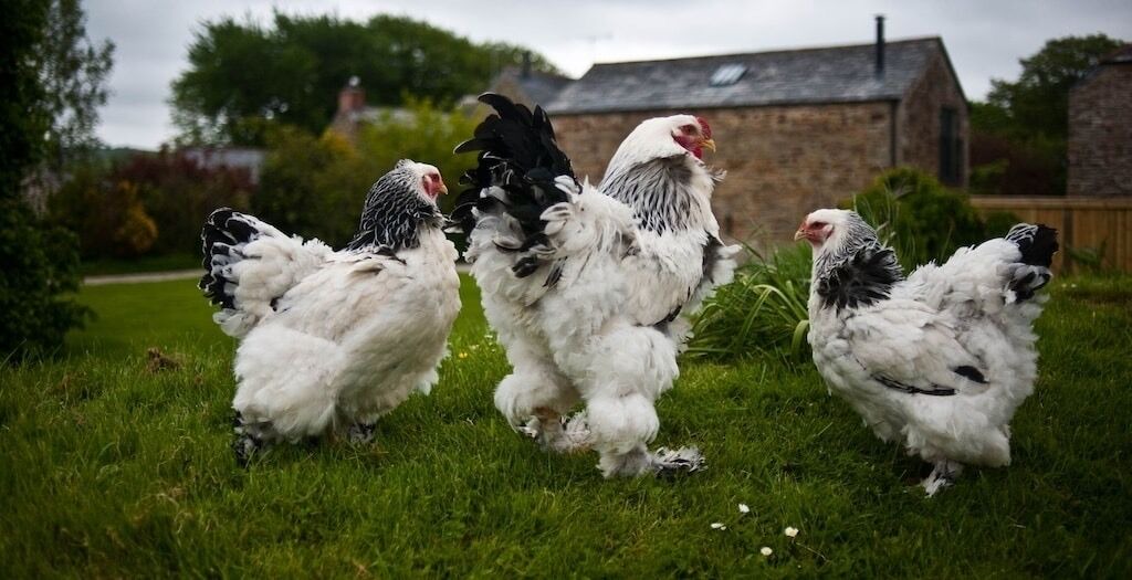 Photo of Others in St Wenn