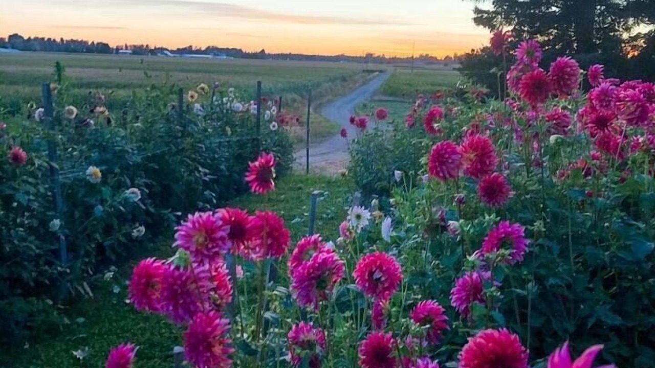 Photo of Others in Lynden