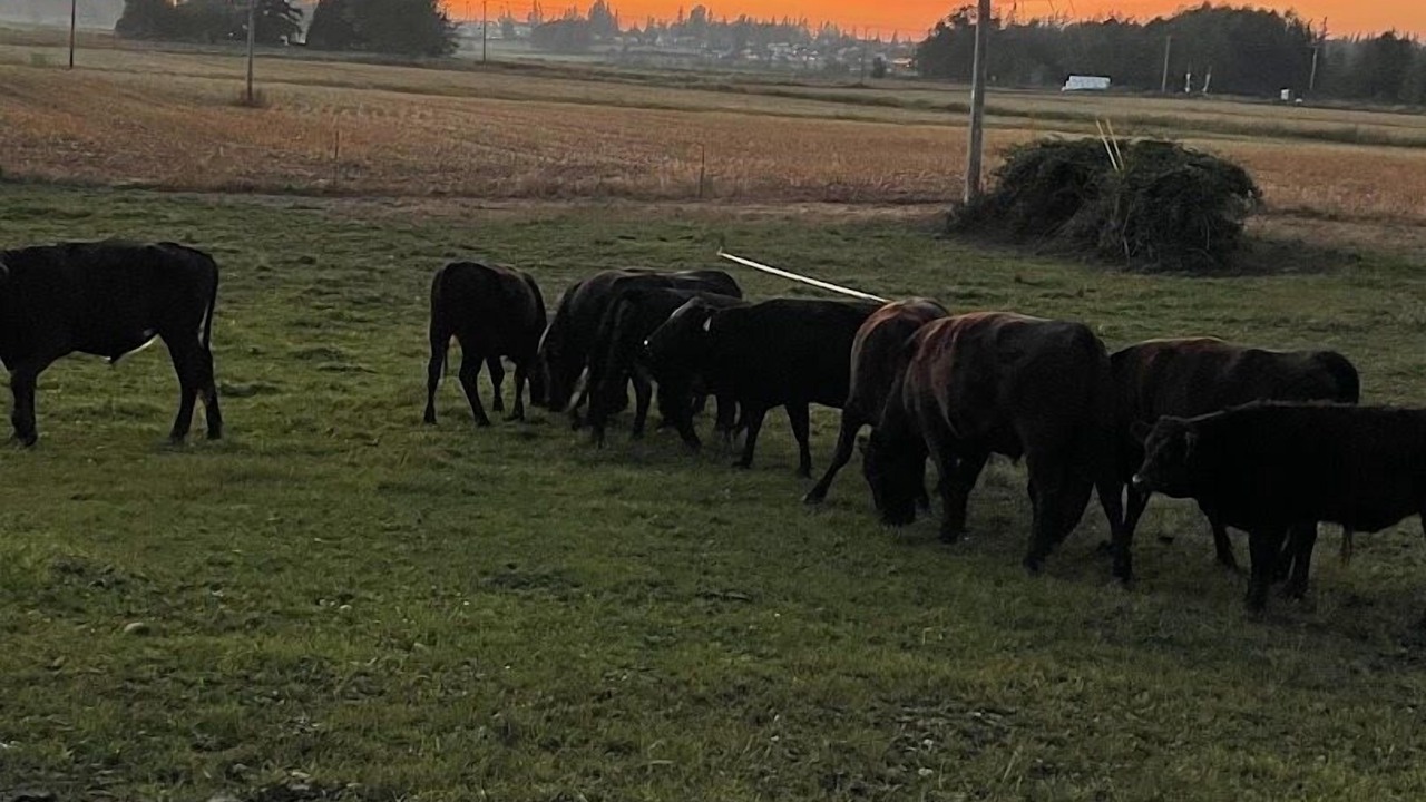 Photo of Others in Lynden