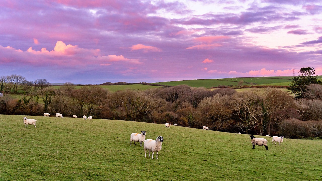 Photo of Others in Boscastle