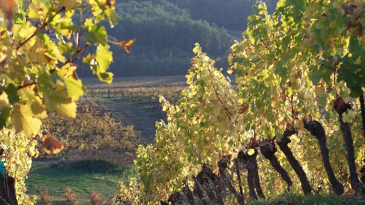 Photo of Others in Cahuzac-sur-Vere