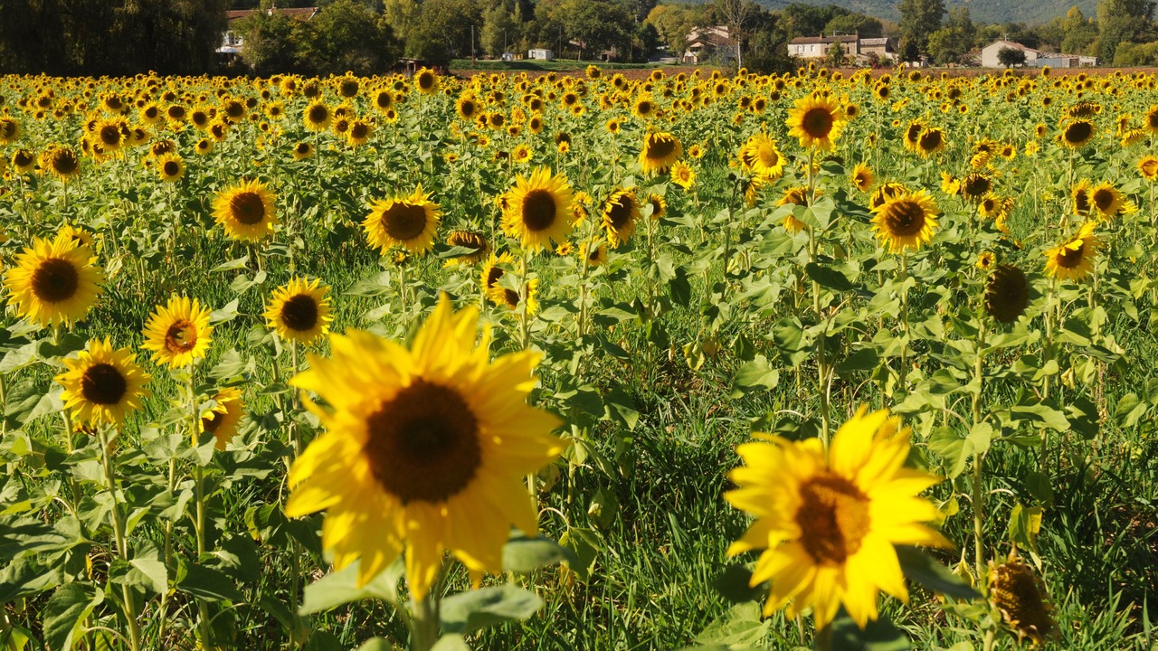 Photo of Outdoor in Cahuzac-sur-Vere
