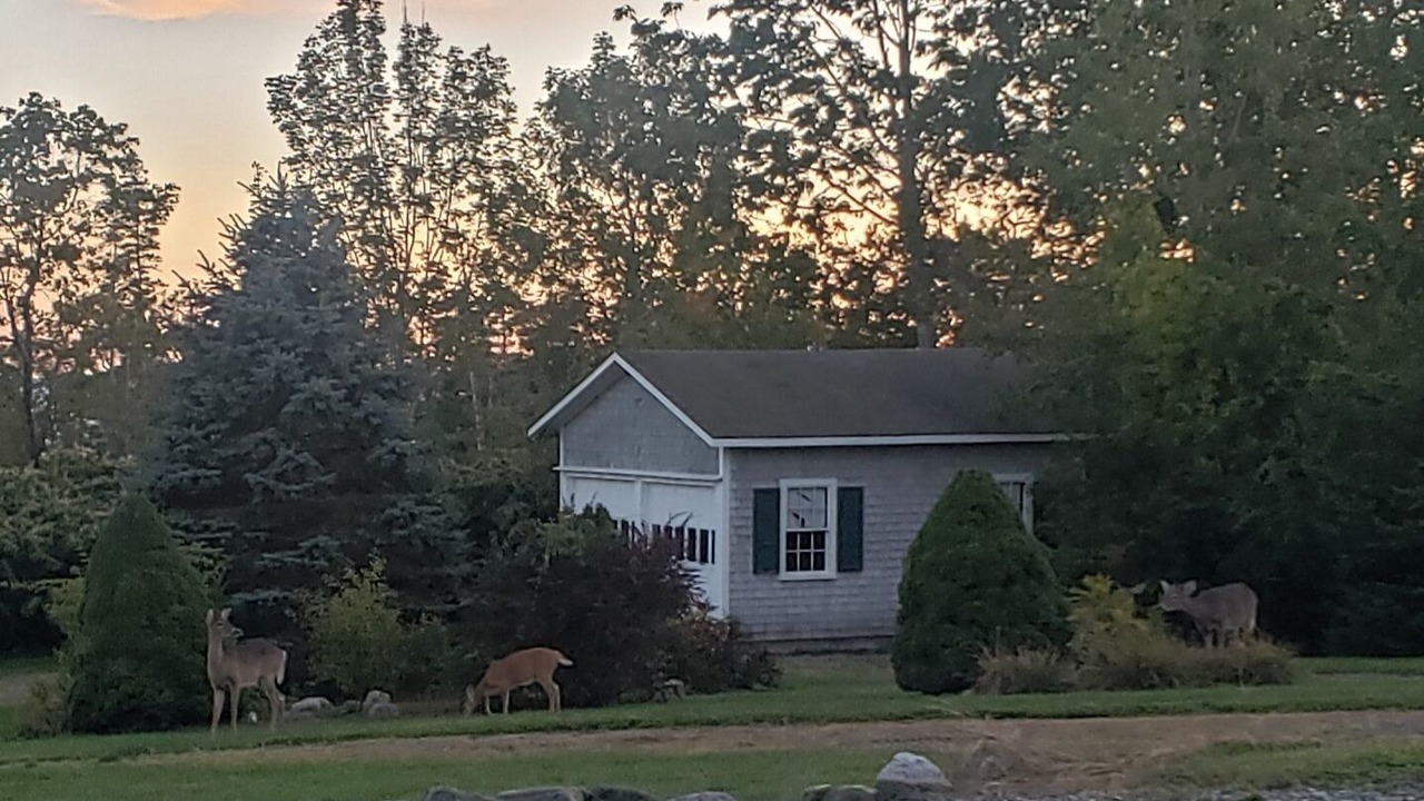 Photo of Outdoor in Castine