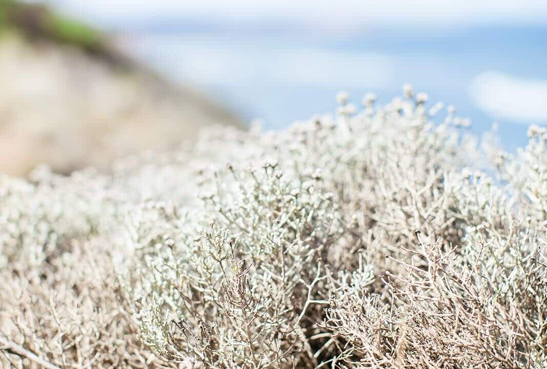 Photo of Others in Jan Juc