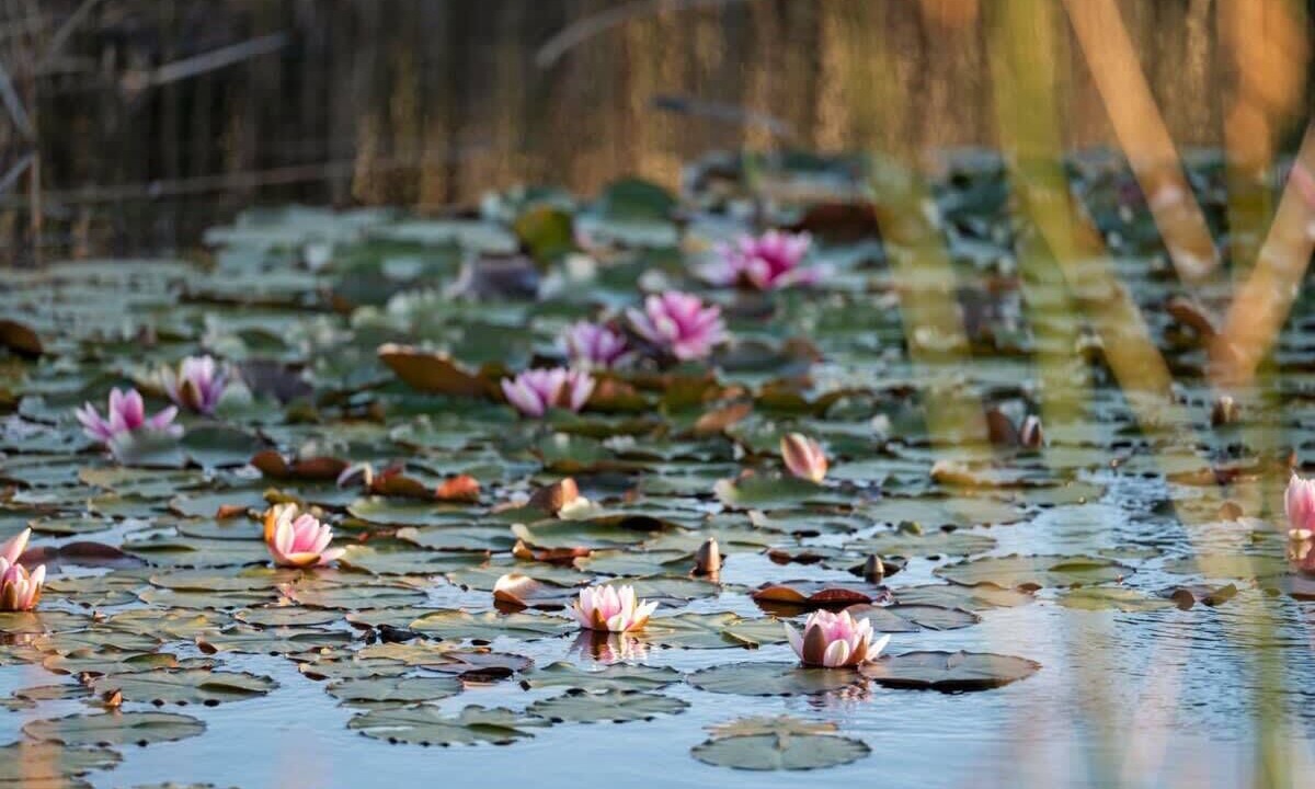 Photo of Others in Jan Juc