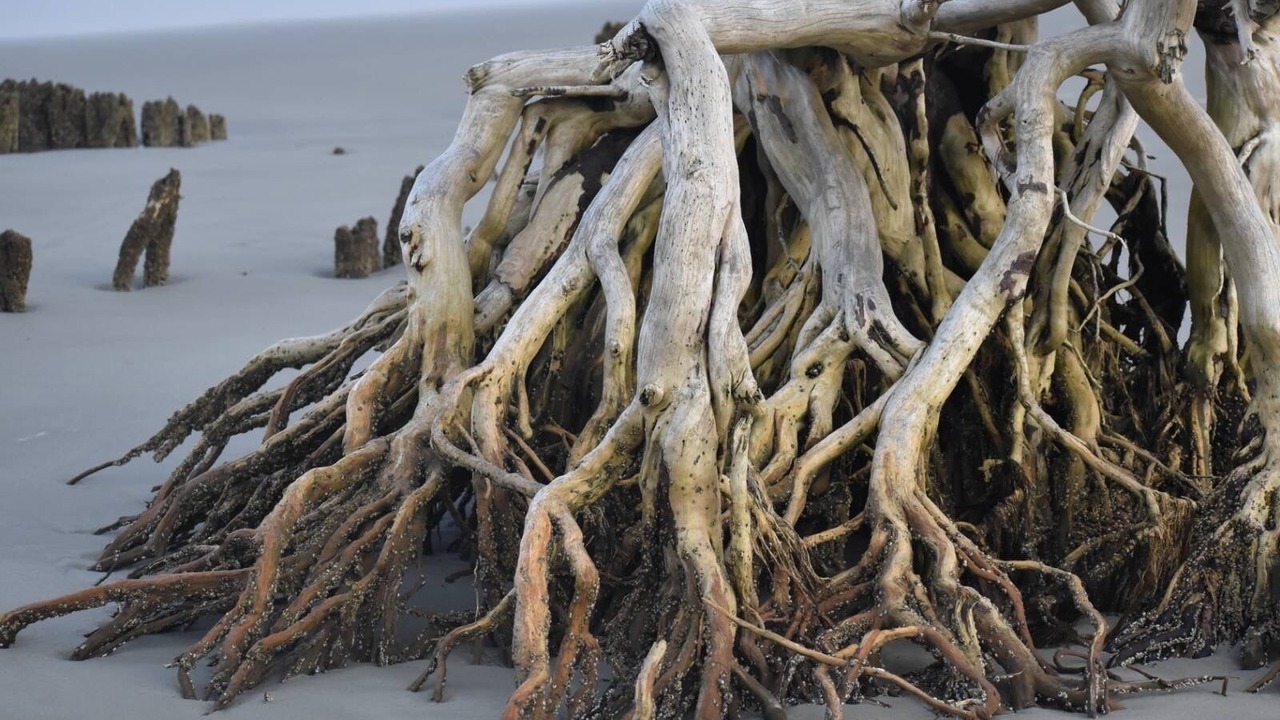 Photo of Others in Saint Helena Island