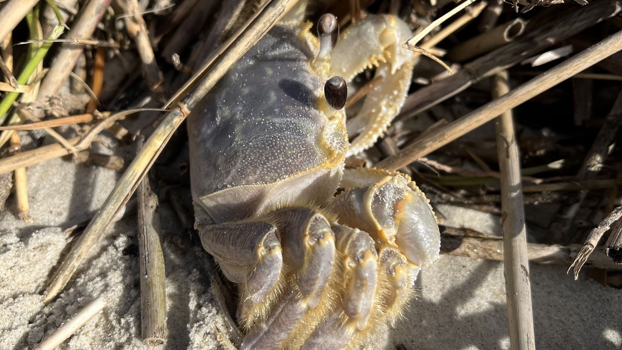 Photo of Others in Saint Helena Island