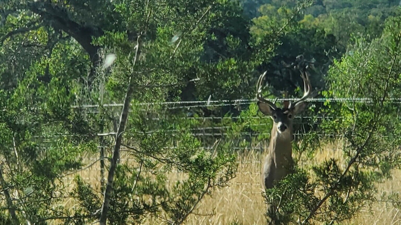 Photo of Others in Bandera