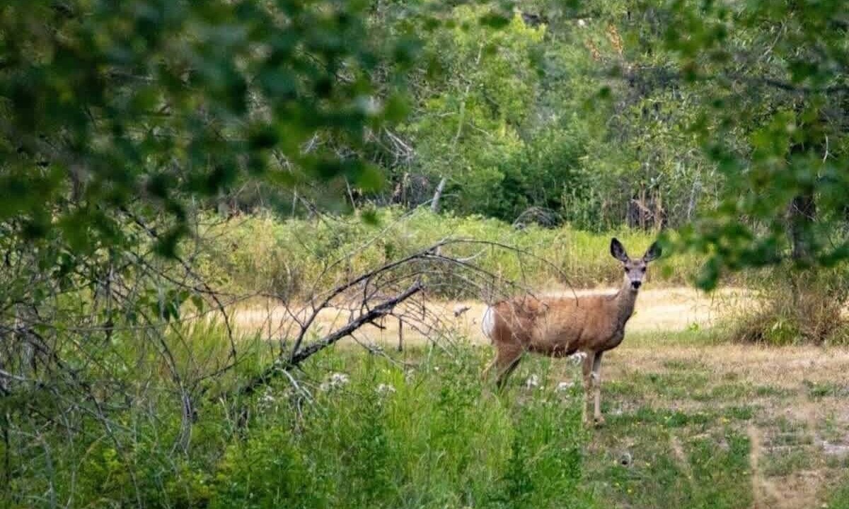 Photo of Others in Red Lodge