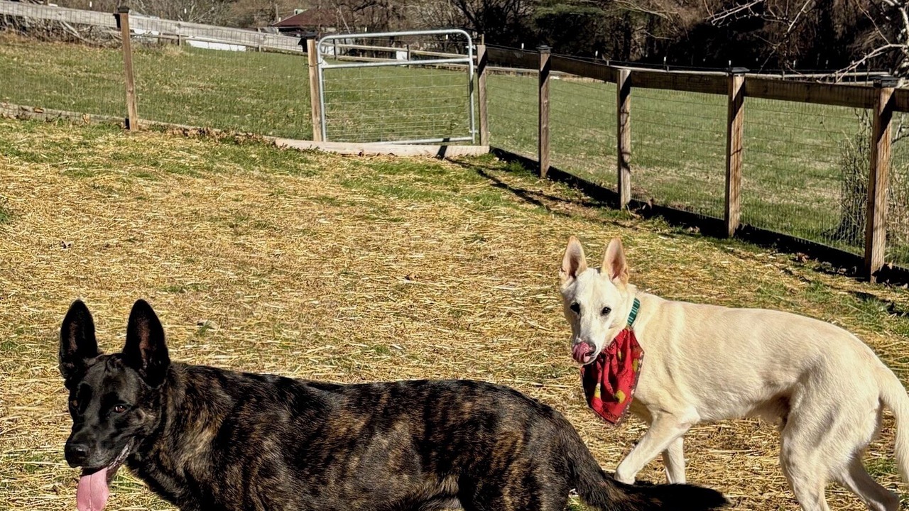 Photo of Others in Ellijay