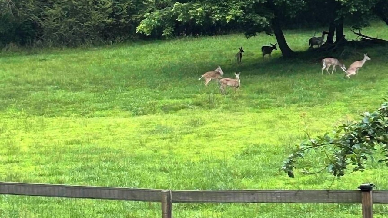 Photo of Others in Ellijay