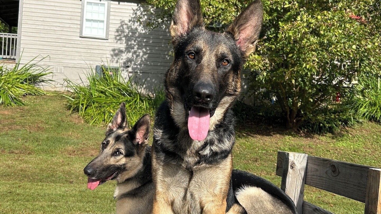 Photo of Others in Ellijay