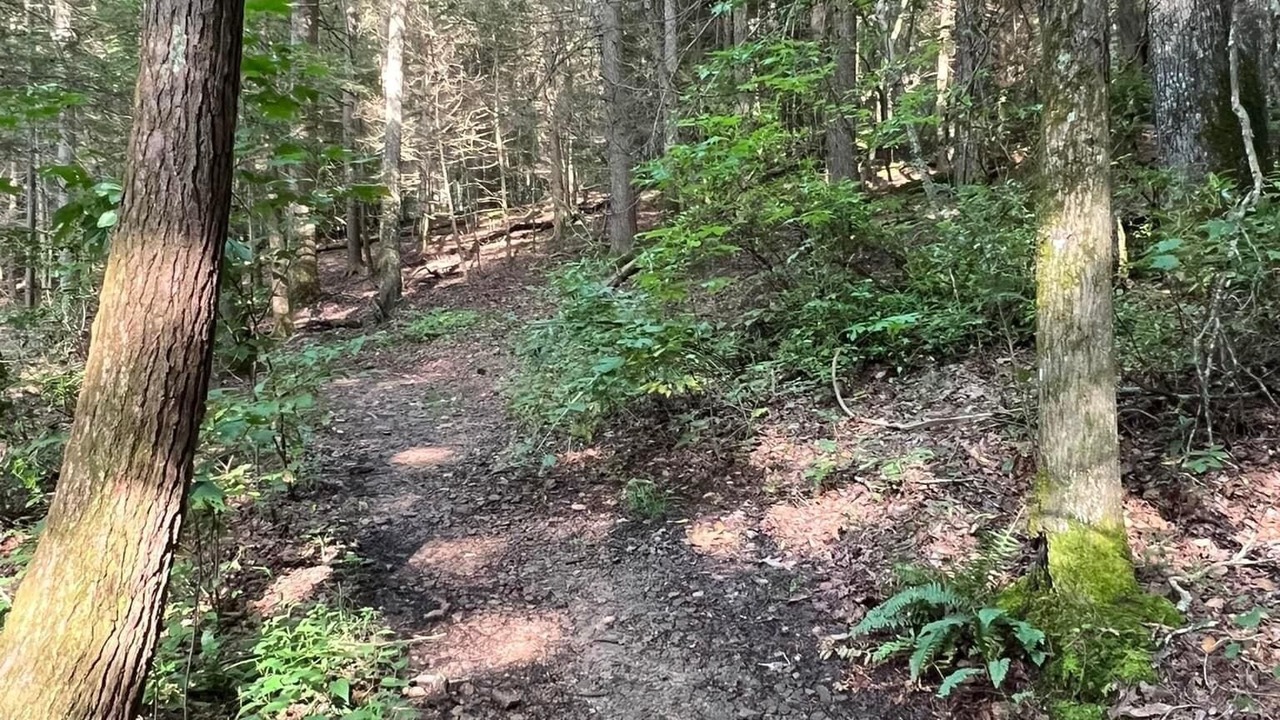 Photo of Outdoor in Gray Hawk