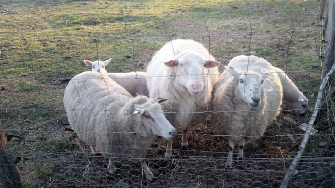 Photo of Others in Courteix