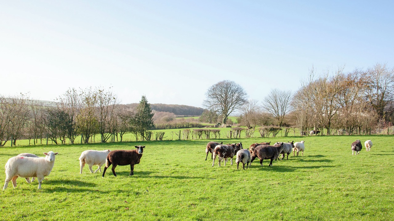 Photo of Outdoor in Lanreath