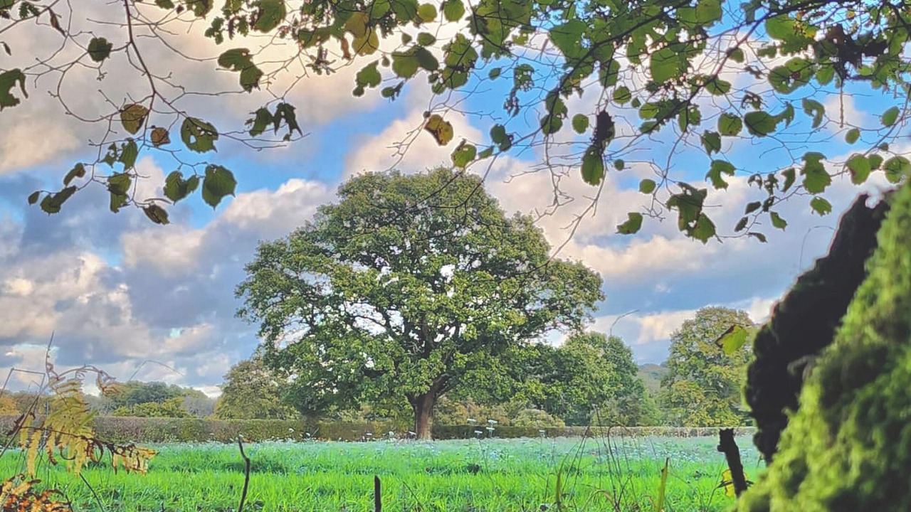 Photo of Others in Lickfold