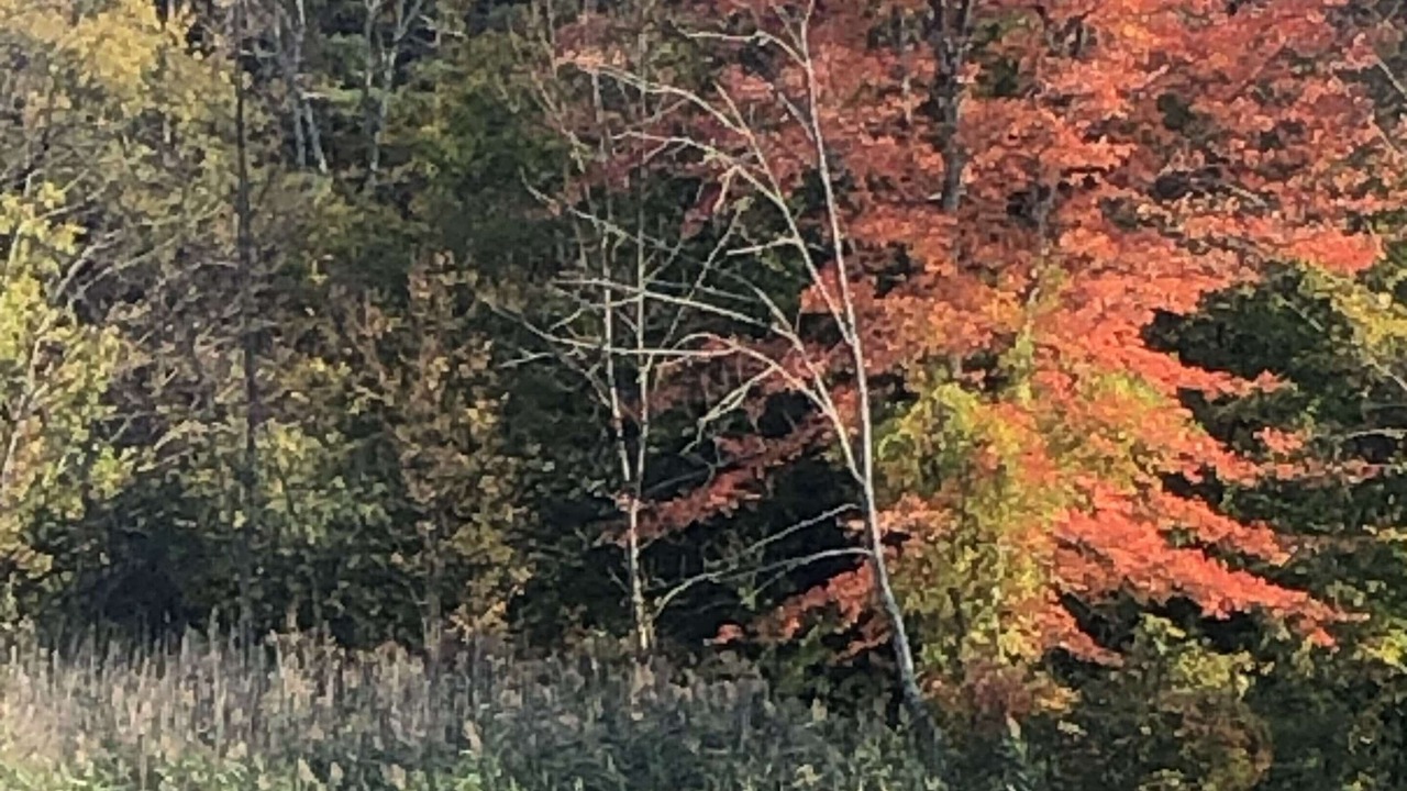 Photo of Others in Egremont