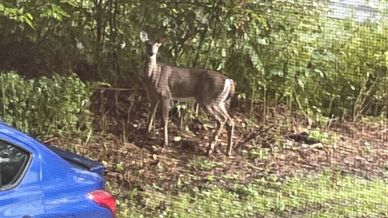 Photo of Others in Roscoe